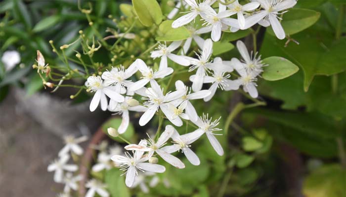 টবে ফুটে আছে সুইট অটাম ক্লেমাটিস