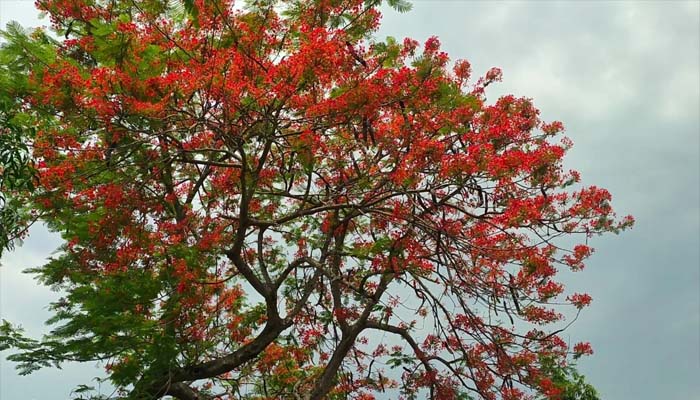 রাজবাড়ীর পথে আগুনরাঙা কৃষ্ণচূড়া