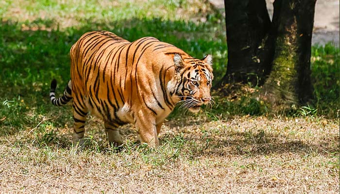 খাঁচায় বাঘের দিনমান